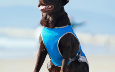 Dog Cooling Vest Vs Cooling Mat: Which Is The Better Option