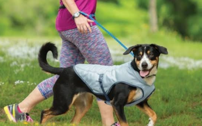 How To Clean Dog Cooling Vest?