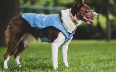 Top 10 Best Dog Cooling Vest Manufacturer