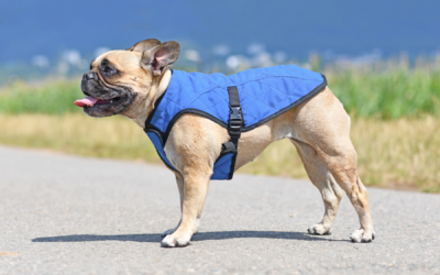 How To Store A Dog’S Cooling Vest When Not In Use