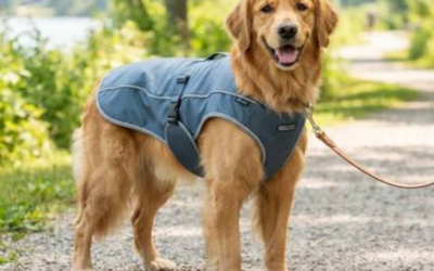 Do Dog Cooling Vests Work In High Humidity?